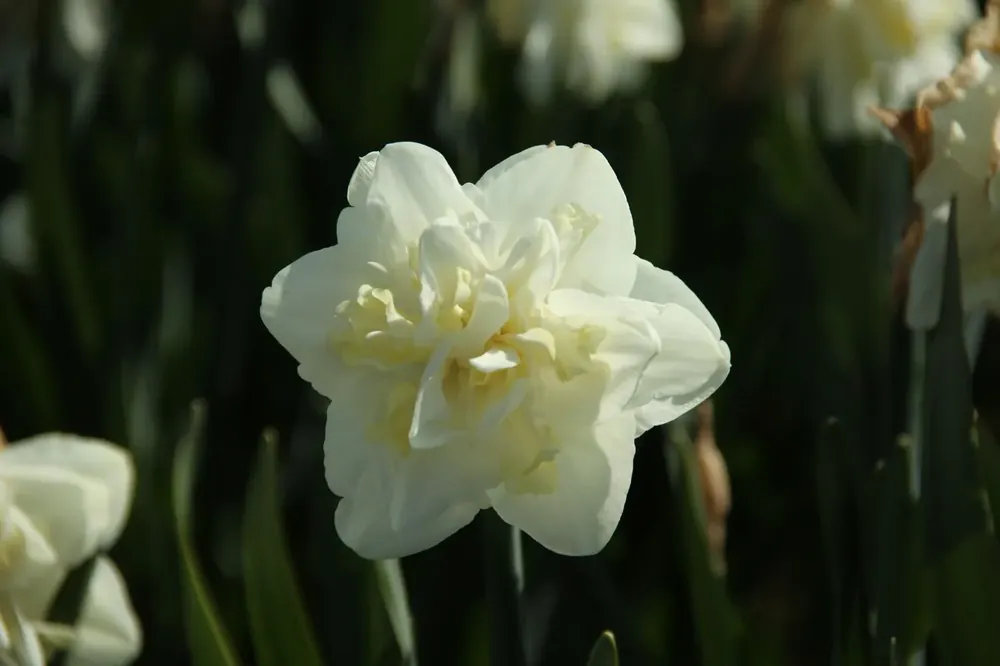 Nieuw - Narcis (Narcissus ‘Easter Born‘)