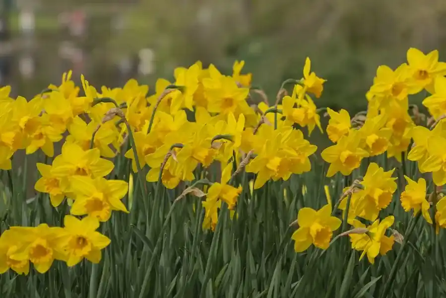 Gratis retourneren - Narcis (Narcissus ‘California‘)