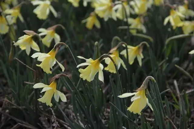 Slechts tijdelijk | Narcis (Narcissus ‘W.P. Milner‘)