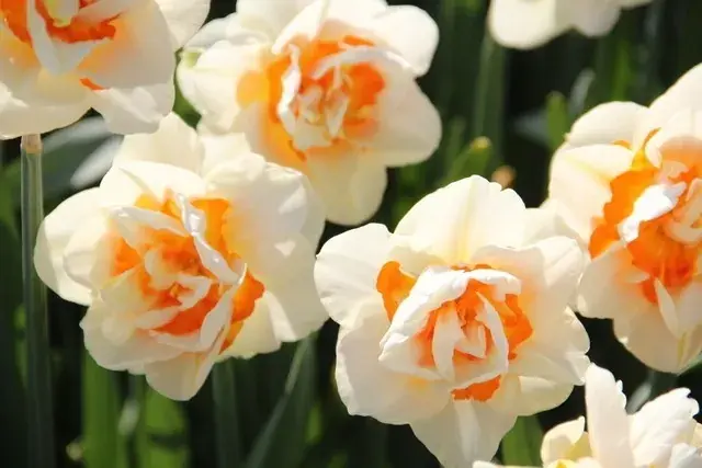 Narcis (Narcissus ‘Flower Parade‘) - Expreslevering