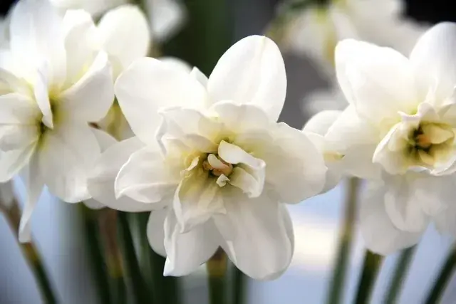 Narcis (Narcissus ‘Albus Plenus Odoratus‘) | Uitverkoop