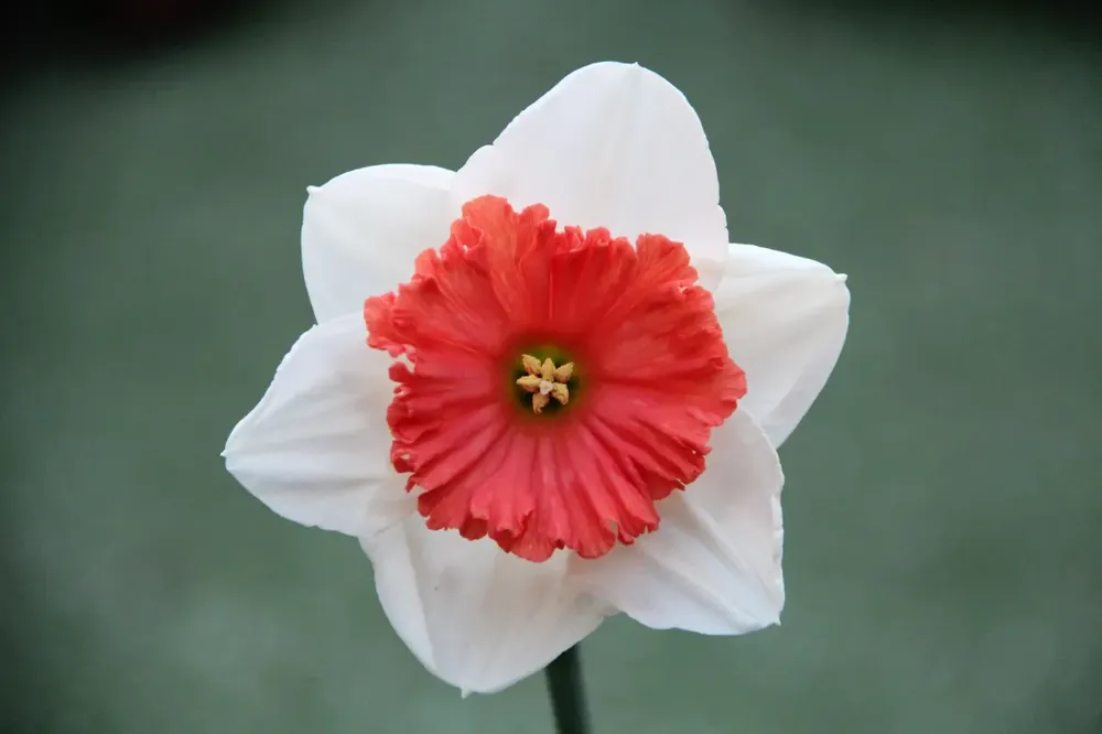 Narcis (Narcissus ‘Riot‘) | Professionele kwaliteit