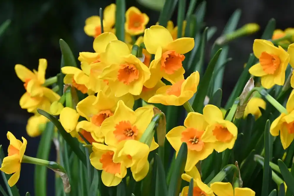 Narcis (Narcissus ‘Morning Blaze‘) - Direct leverbaar