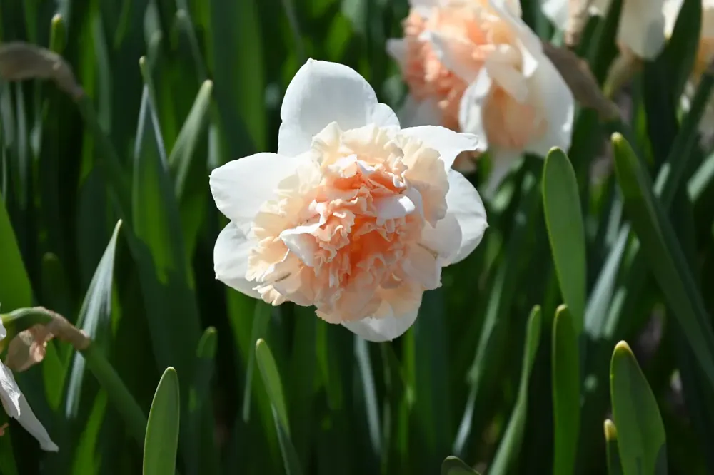 Narcis (Narcissus ‘Flower Surprise‘) - Eenvoudig retourneren