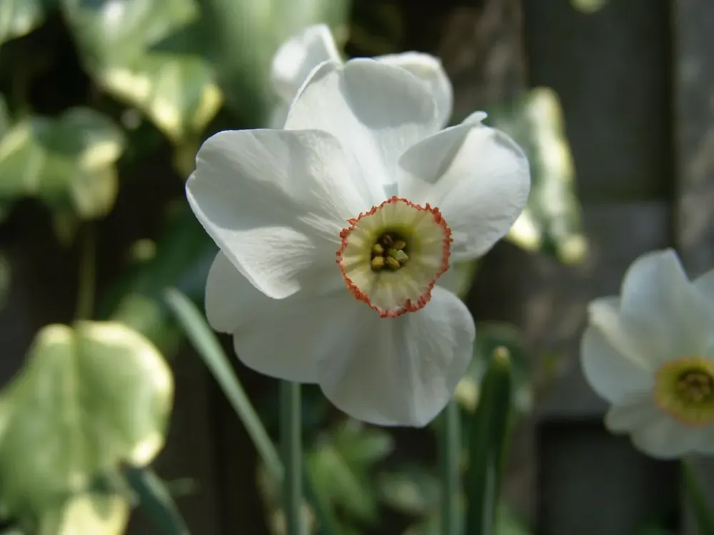Narcis (Narcissus ‘Dreamlight‘) | Wees er snel bij