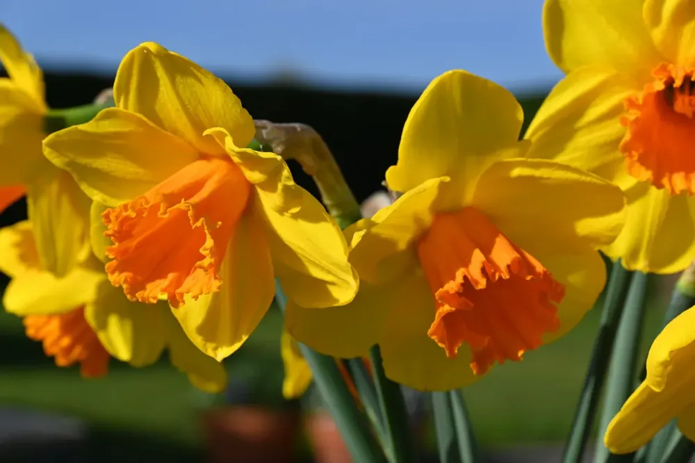 Hoog gewaardeerd - Narcis (Narcissus ‘Classic Garden‘)