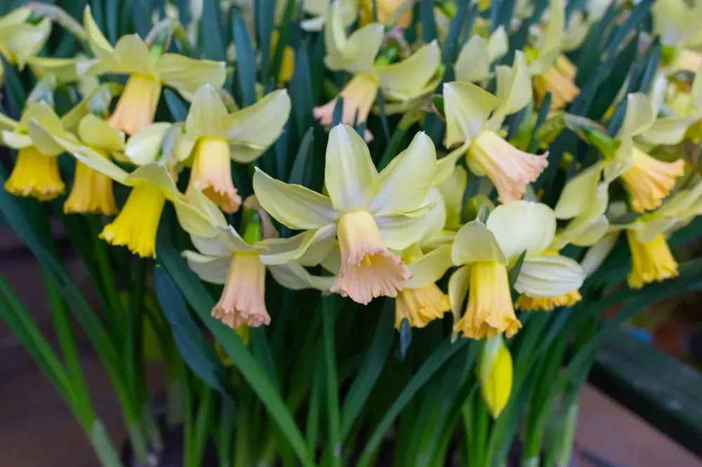 Online bestelbaar | Narcis (Narcissus ‘Carice‘)