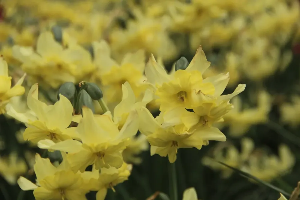 Narcis (Narcissus ‘Exotic Mystery‘) - Bestel nu