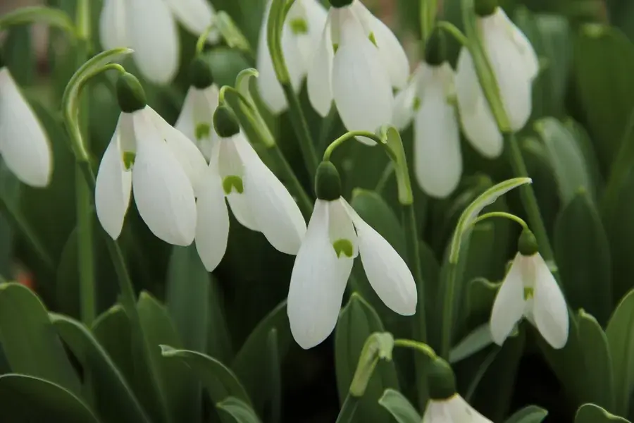 Topkwaliteit | Sneeuwklokjes (Galanthus ‘Mount Everest‘)