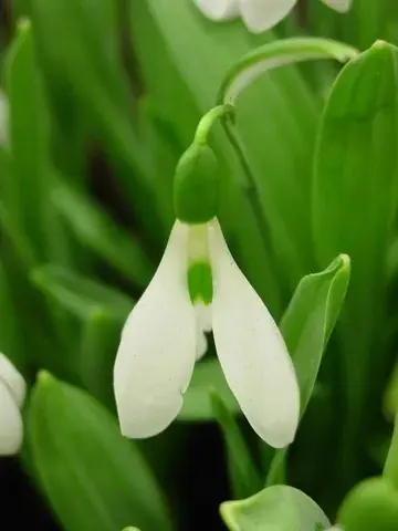 Online bestellen | Sneeuwklokjes (Galanthus nivalis ‘Elwesii‘)