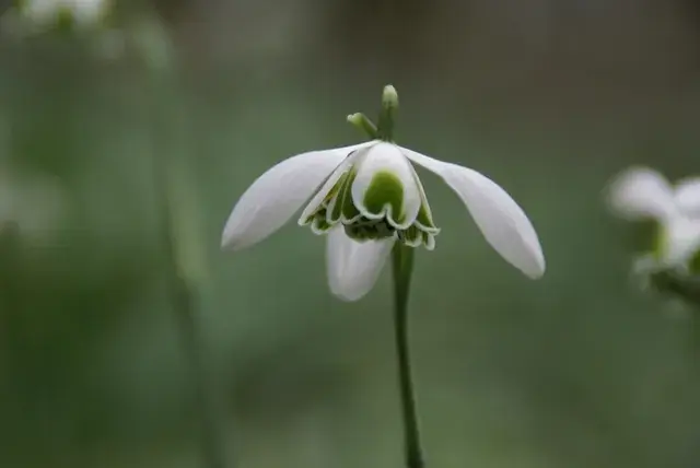 Sneeuwklokje (Galanthus ‘Hippolyta‘) | Bijna uitverkocht