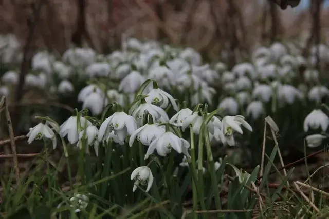 Nieuw product - Sneeuwklokjes (Galanthus nivalis ‘Flore Pleno‘)