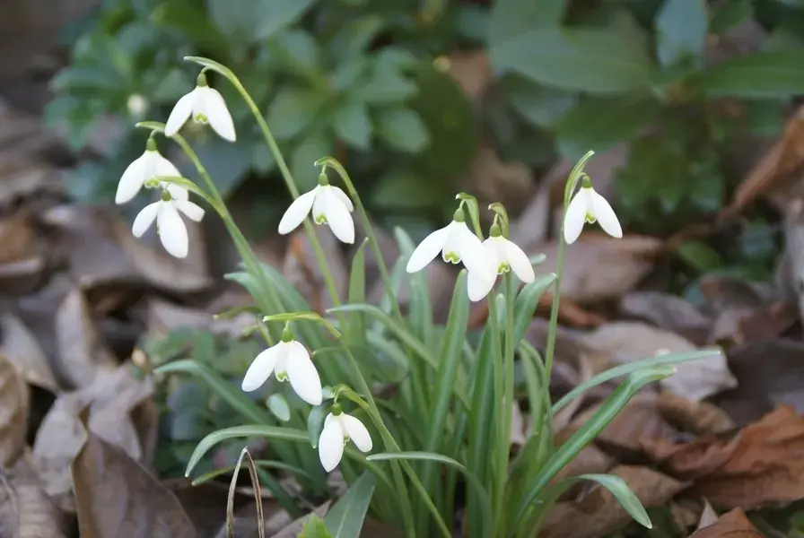 Sneeuwklokjes (Galanthus nivalis) | Zeer goed beoordeeld