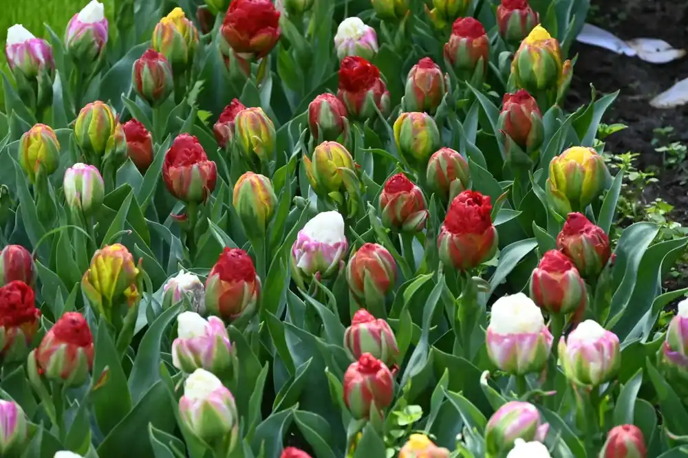 Sale | Tulp (Tulipa ‘Ice Cream Mix‘)