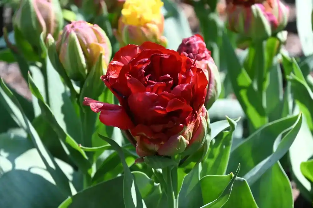 Tulp (Tulipa ‘Ice Cream Cranberry‘®) - Spoedlevering