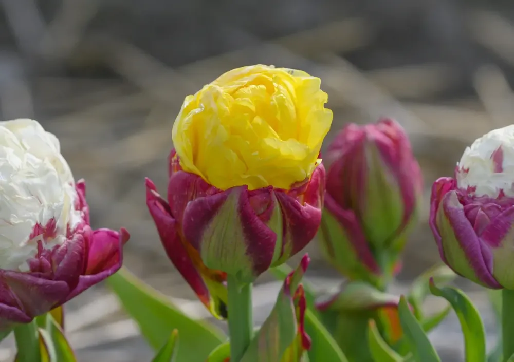 Tulp (Tulipa ‘Ice Cream Banana‘®) | Nieuwe release
