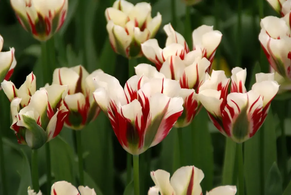 Tulp (Tulipa ‘Flaming Springgreen‘®) - Shop nu