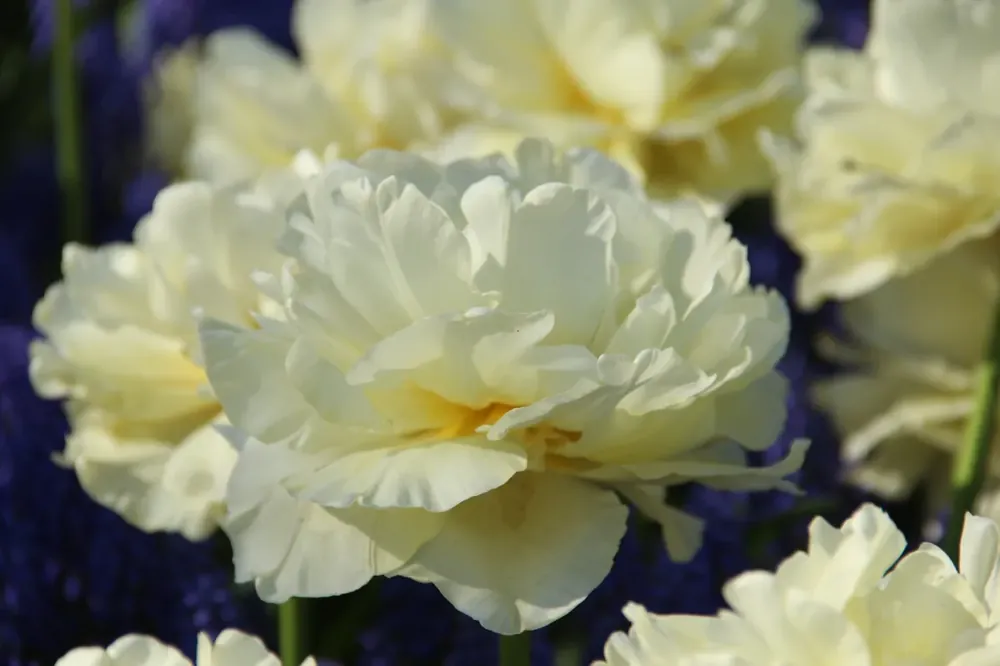 Outlet - Tulp (Tulipa ‘Avant Garde‘)