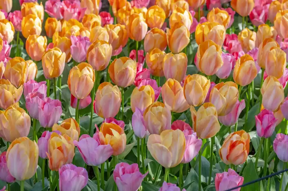 Tulp (Tulipa ‘Apricot van Eijk‘) | Nieuw gelanceerd