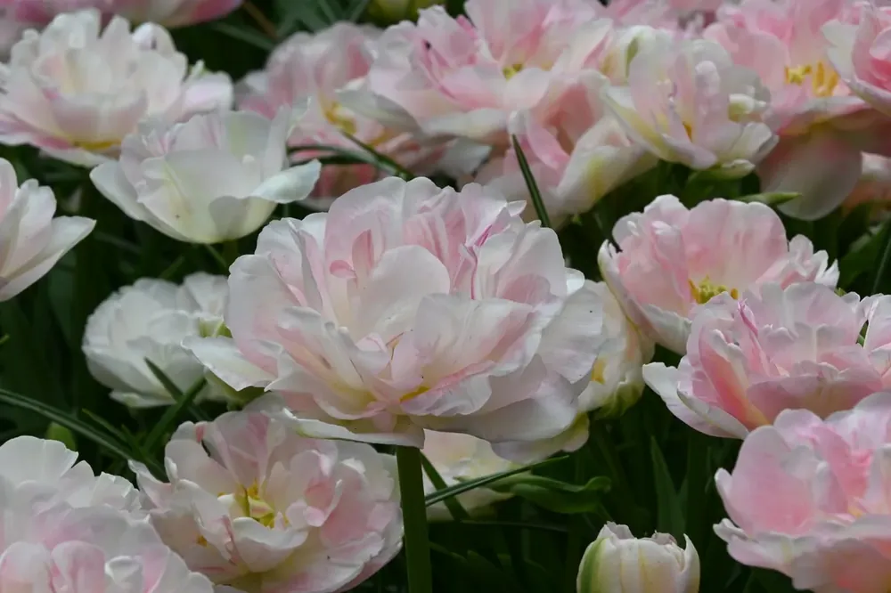Tulp (Tulipa ‘Angélique‘) | Op voorraad