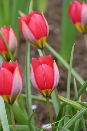 Zojuist toegevoegd - Tulp (Tulipa humilis ‘Red Beauty‘)