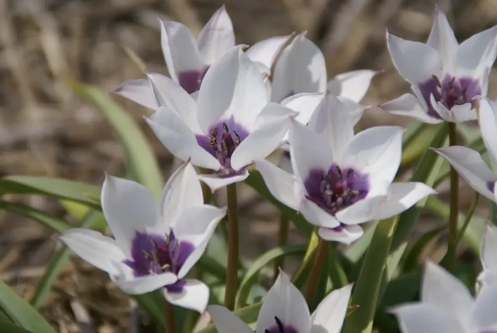 Extra korting - Tulp (Tulipa humilis v. pulch. ‘Alba Coerulea Oculata‘