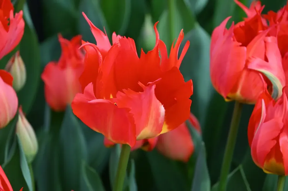 Tulp (Tulipa ‘Robbedoes‘) | Uitverkoop
