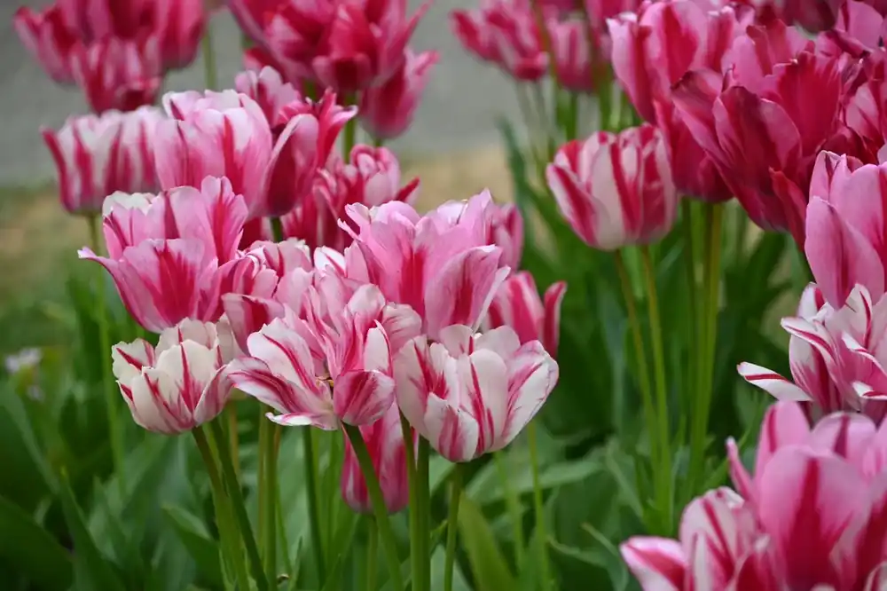 Nieuwe release | Tulp (Tulipa ‘Flaming Club‘)