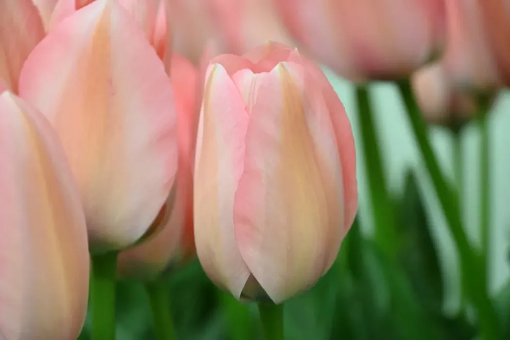 Direct leverbaar | Tulp (Tulipa ‘Bella Blush‘)
