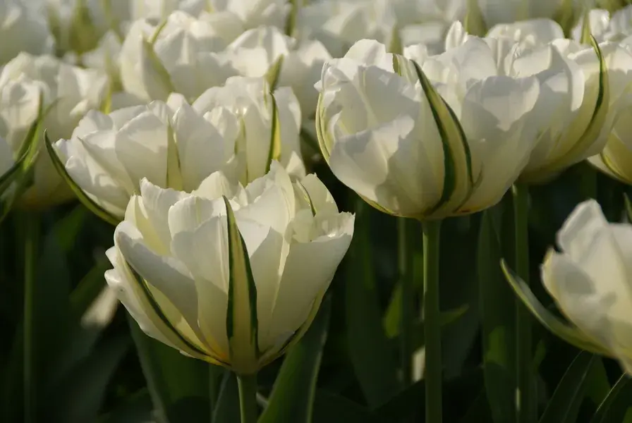Populair - Tulp (Tulipa ‘Exotic Emperor‘®)