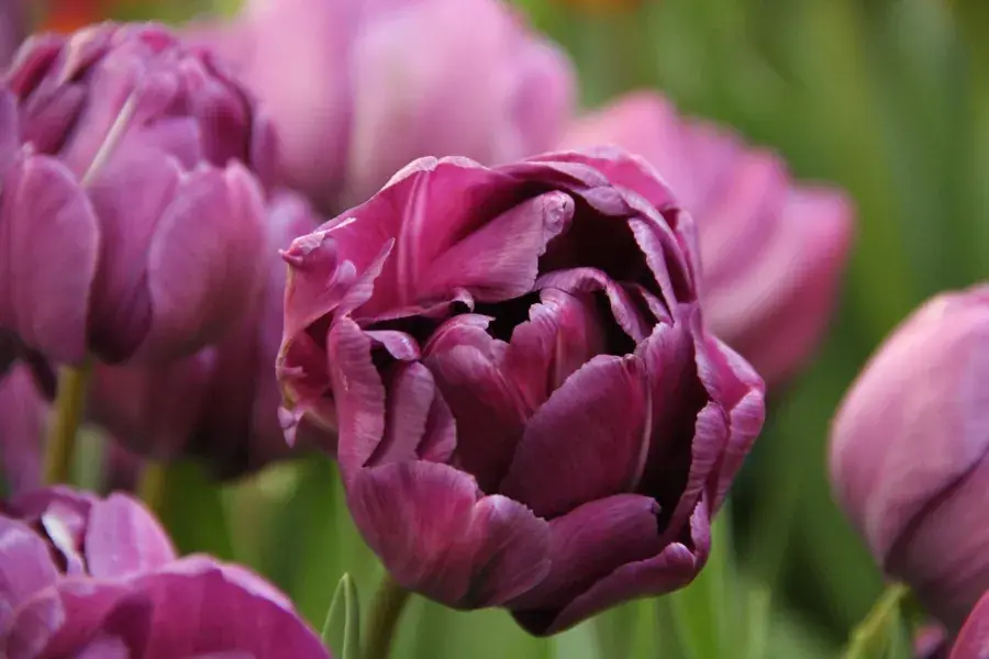 Hoog gewaardeerd | Tulp (Tulipa ‘Blue Diamond‘)