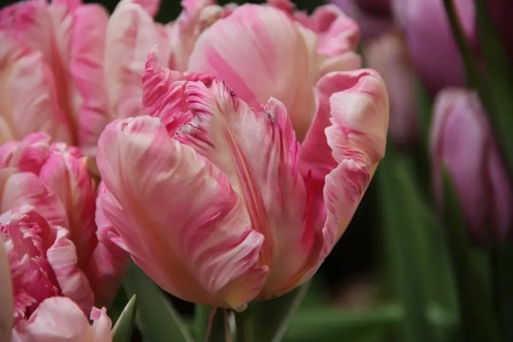 Tulp (Tulipa ‘Silver Parrot‘) - Uitverkoop