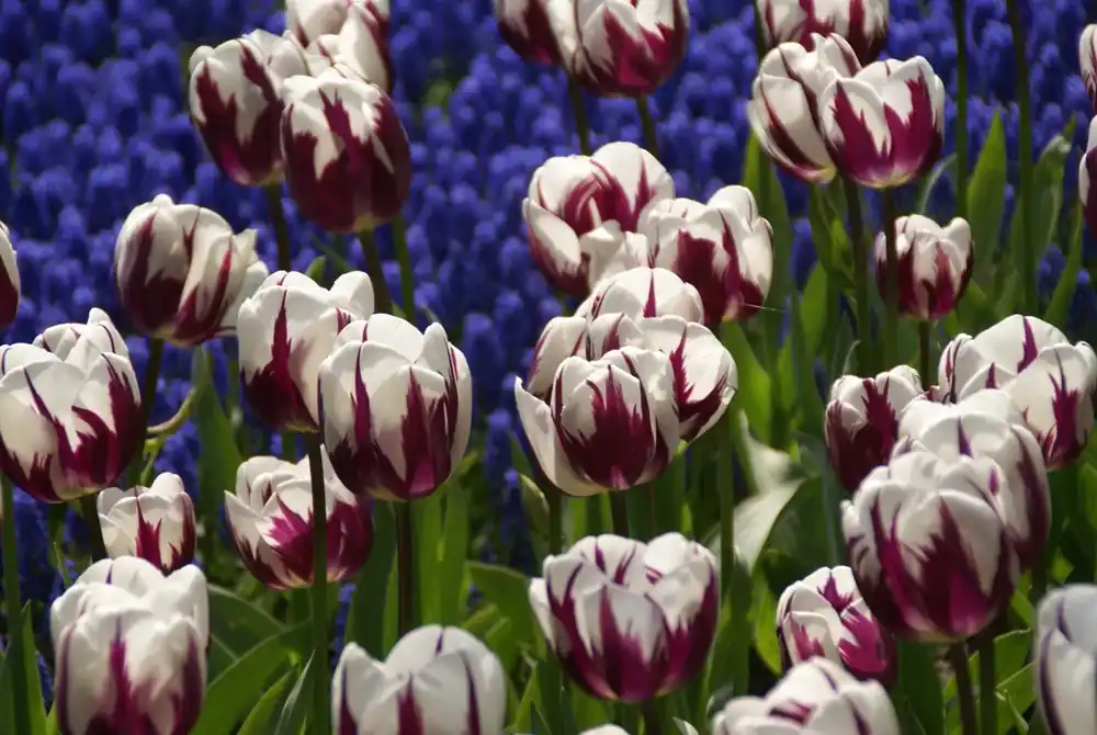 Veel gevraagd - Tulp (Tulipa ‘Rem‘s Favourite‘)