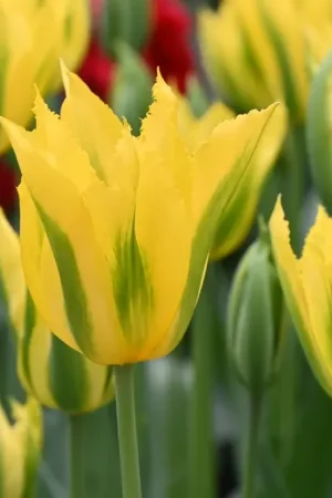 Actieprijs - Tulp (Tulipa ‘Green Mile‘)
