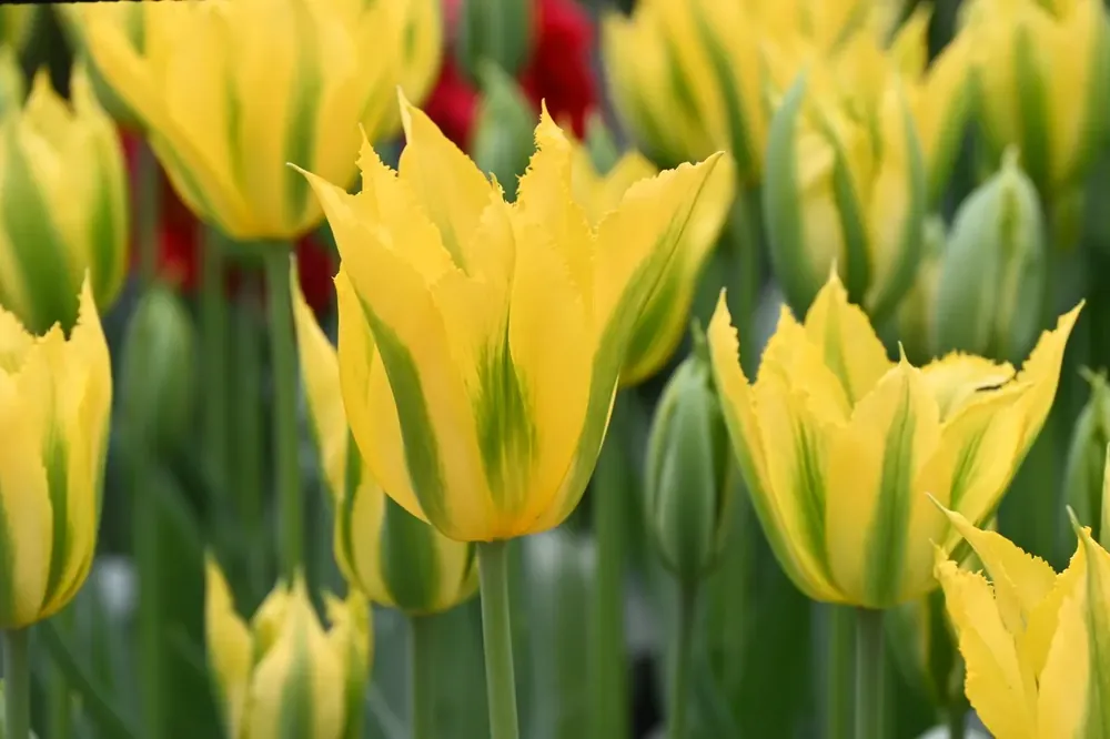 Actieprijs - Tulp (Tulipa ‘Green Mile‘)