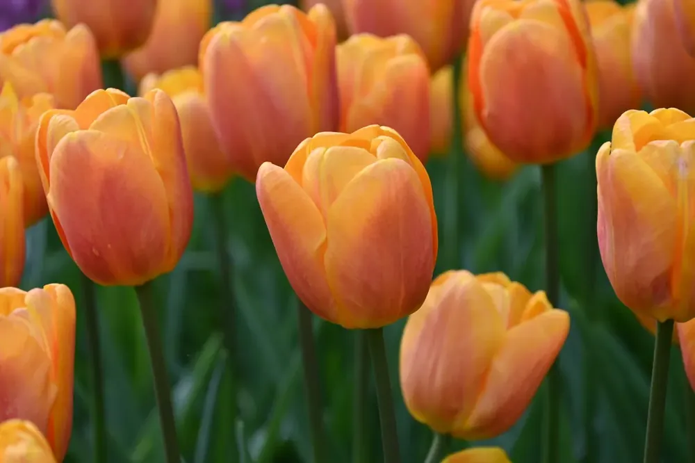 Outlet - Tulp (Tulipa ‘Bellville‘)