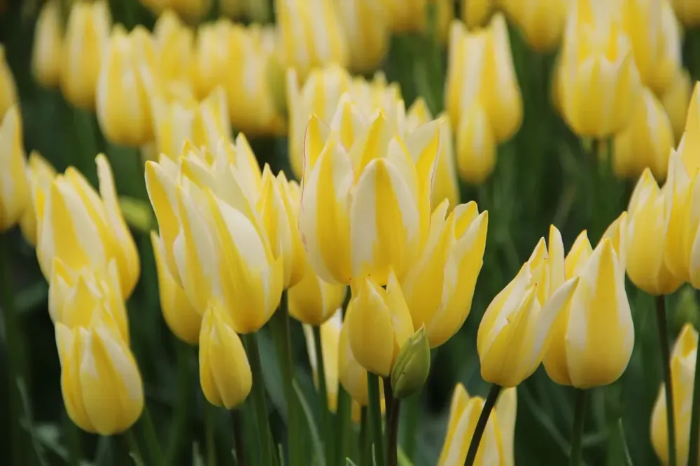 Tulp (Tulipa ‘Antoinette‘) | Nieuw binnen