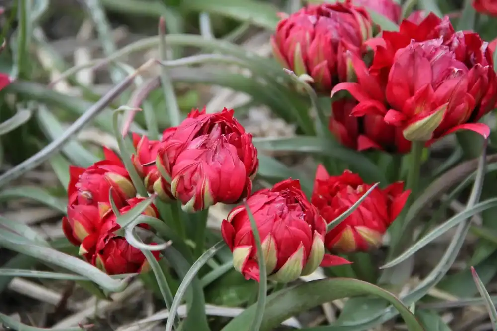 Botanische tulp (Tulipa humilis ‘Samantha‘) - Topproduct