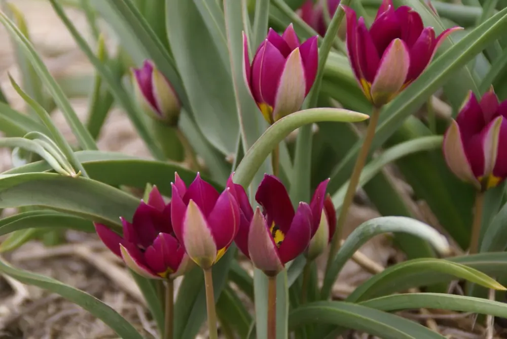Prijs verlaagd | Botanische tulp (Tulipa humilis ‘Persian Pearl‘)