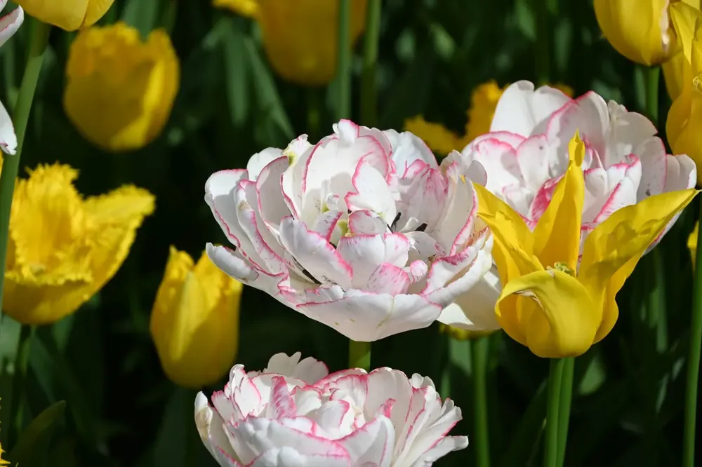 Tulp (Tulipa ‘Wild Romance‘®) - Bestel nu
