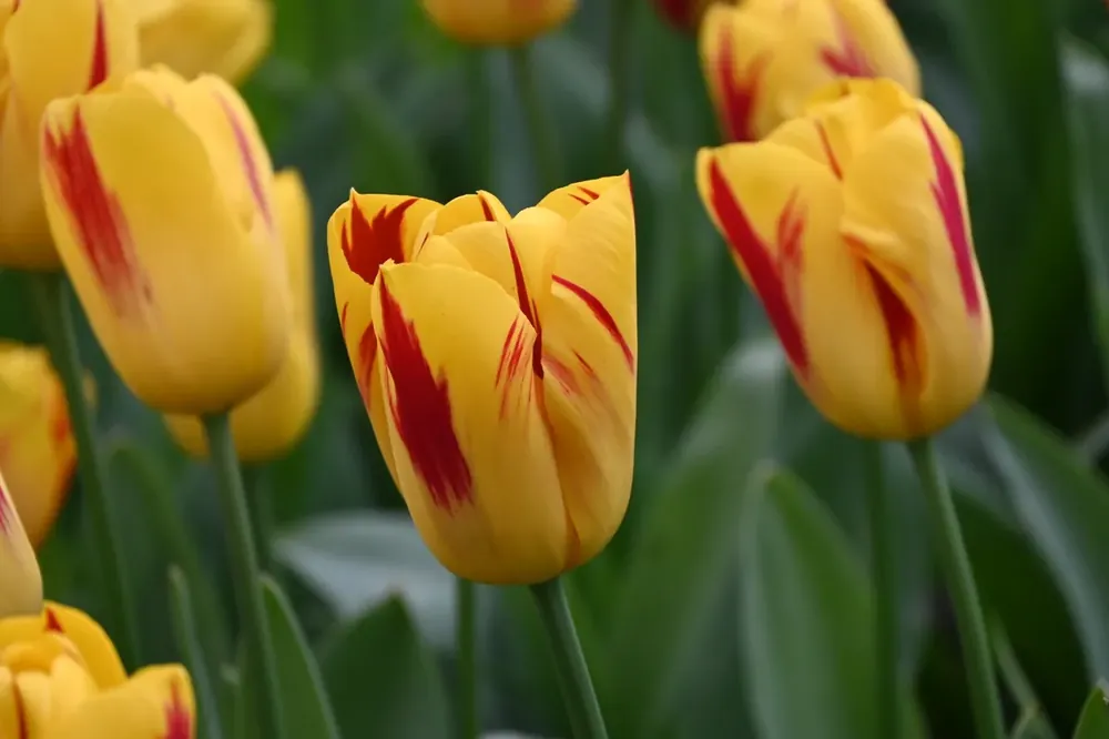 Tulp (Tulipa ‘Washington‘) - Profiteer nu