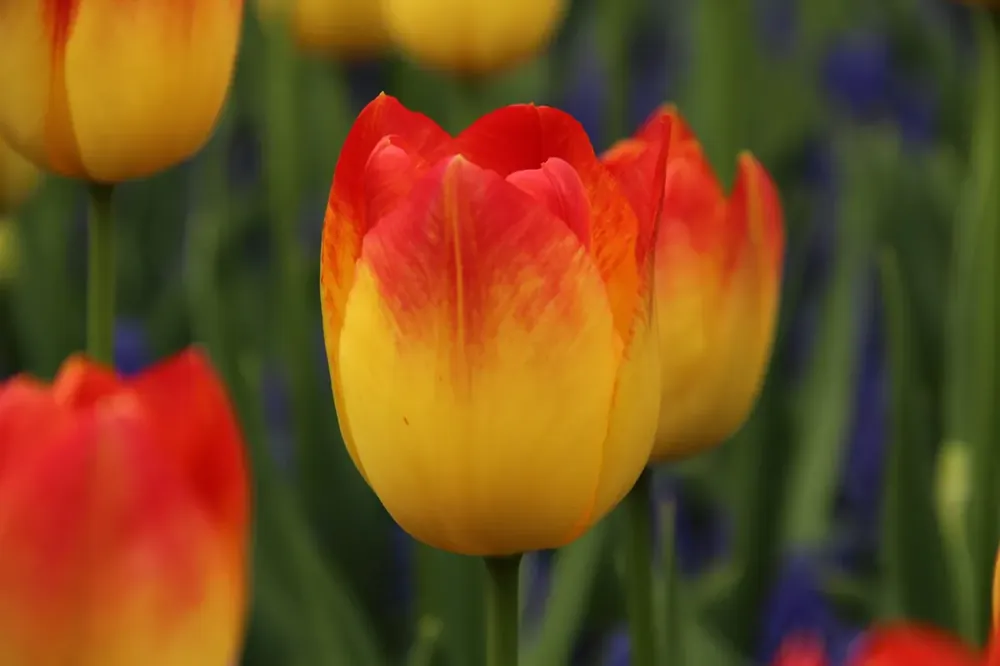Extra voordeel - Tulp (Tulipa ‘Suncatcher‘)