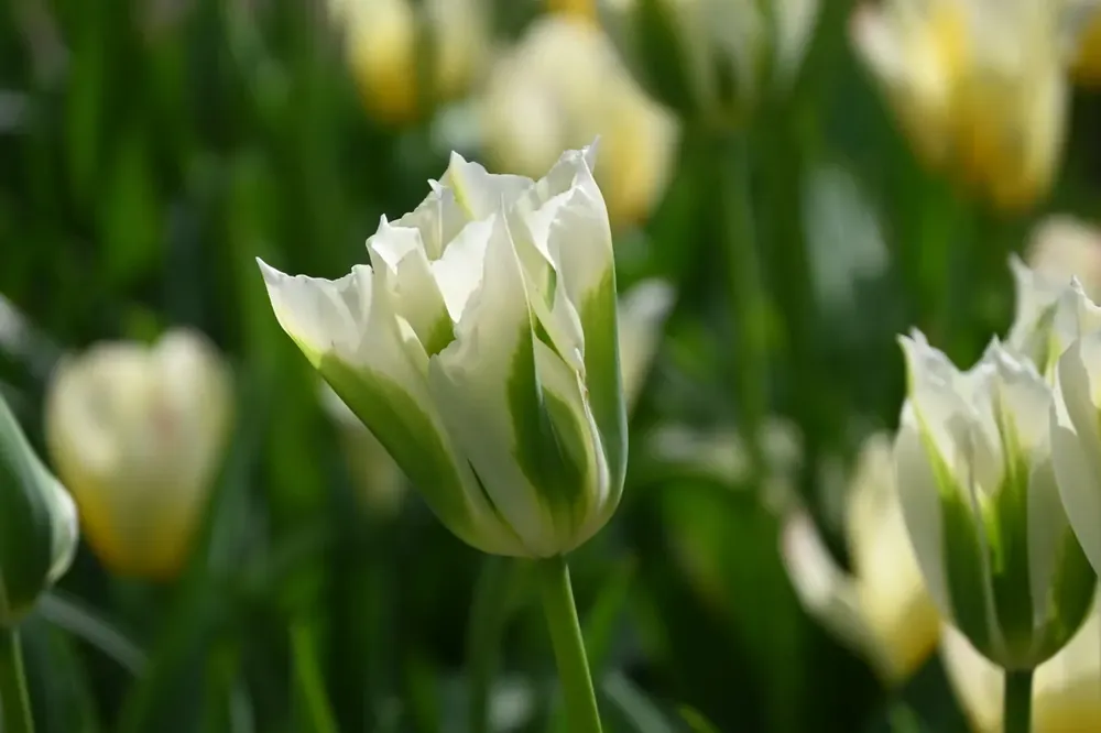 Tulp (Tulipa ‘Spring Green‘) | Klantfavoriet