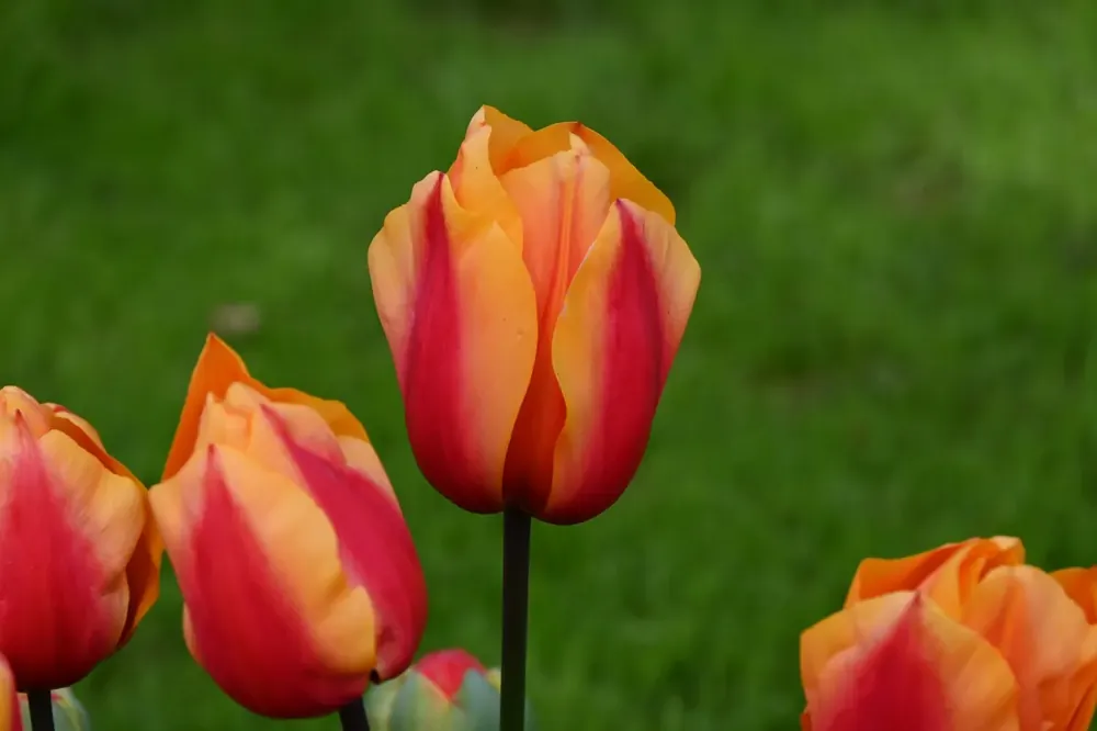 Topprijs - Tulp (Tulipa ‘Salmon Lalibela‘)