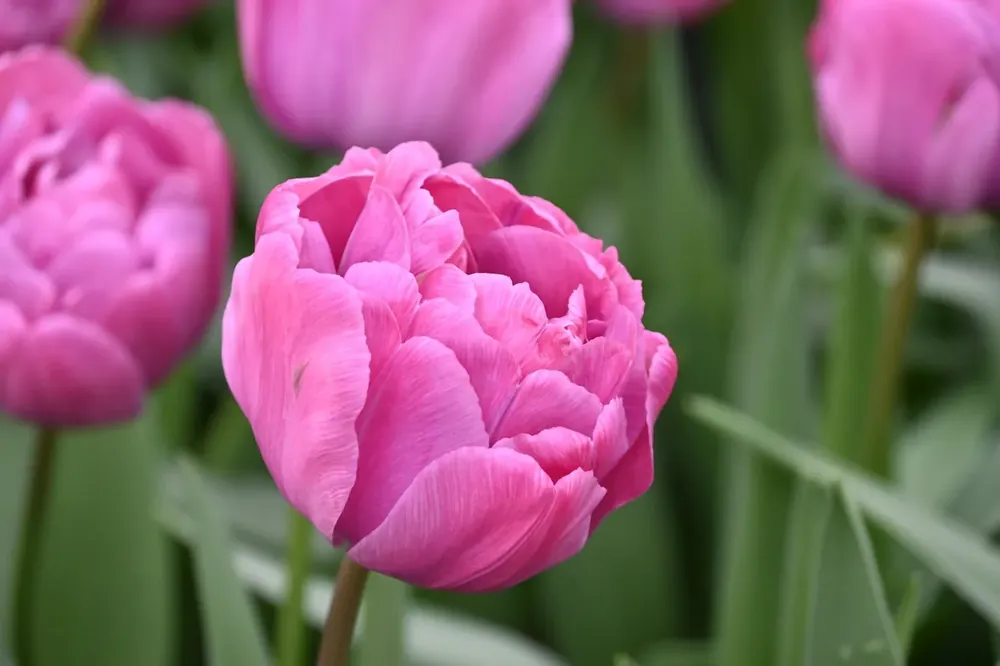 Expreslevering | Tulp (Tulipa ‘Rosy Diamond‘)