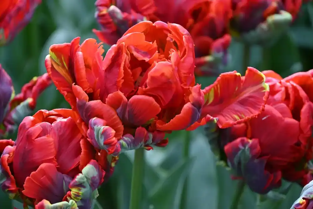 Tulp (Tulipa ‘Rococo Double‘) | Nu beschikbaar