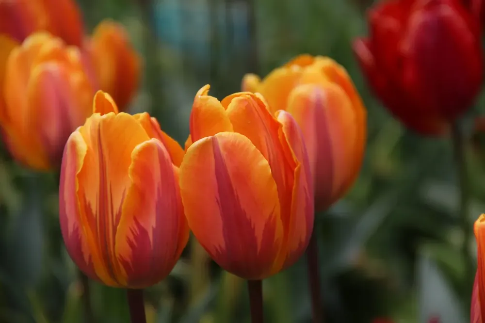 Scherpe prijs | Tulp (Tulipa ‘Prinses Irene‘)