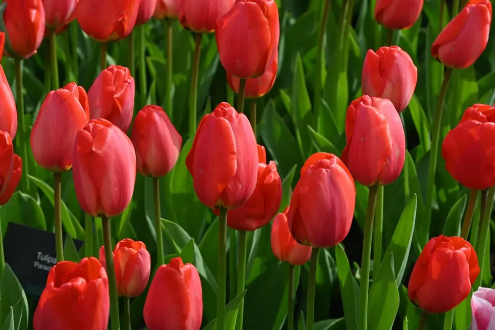 Tulp (Tulipa ‘Parade‘) | Dagdeal