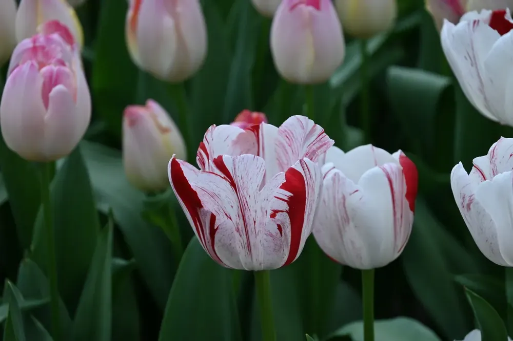 Tulp (Tulipa ‘One Direction‘) - Extra voordeel