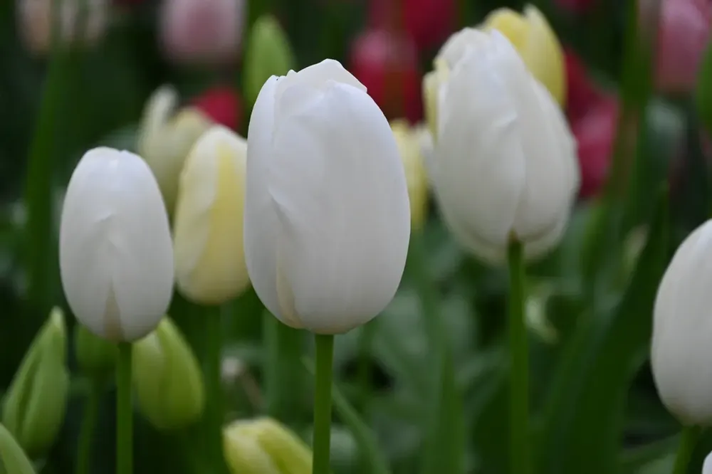 Tulp (Tulipa ‘Maureen‘) - Bespaar nu